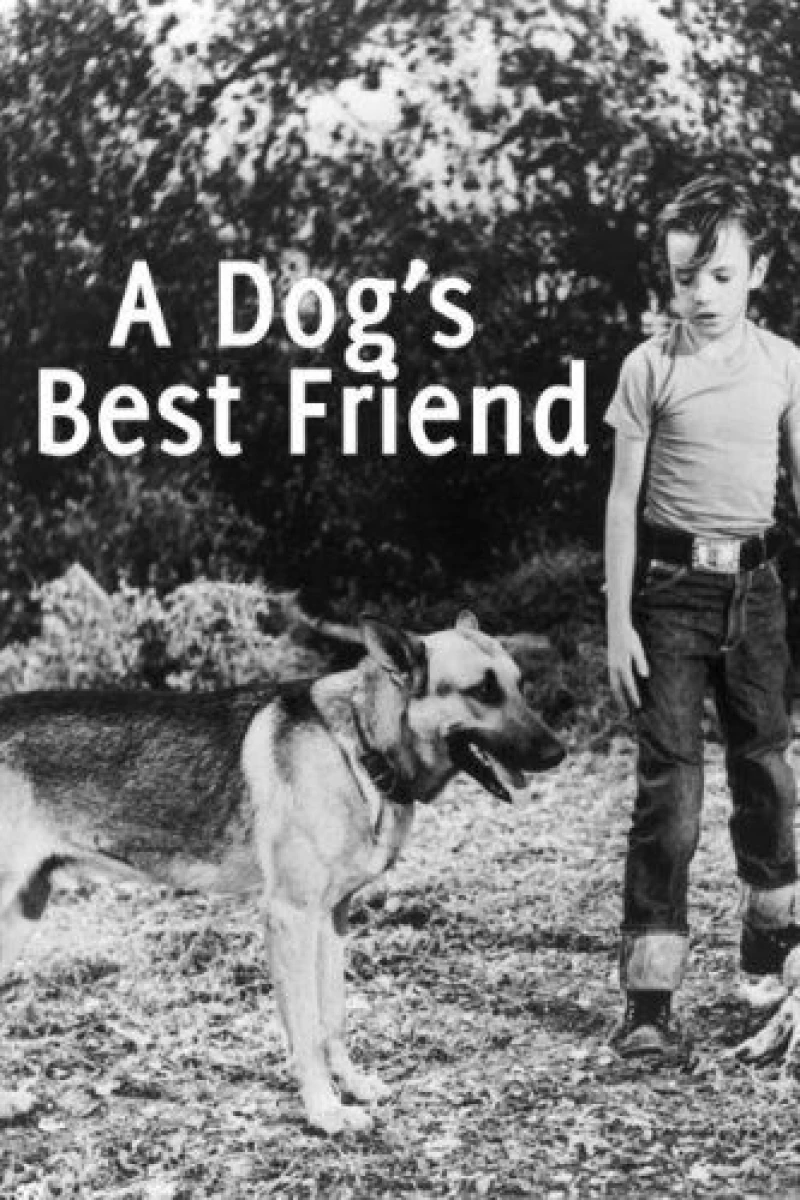 A Dog's Best Friend Afis